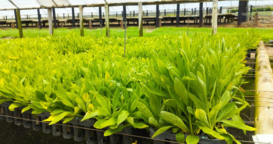 Nursery at Genomines / HEC Paris