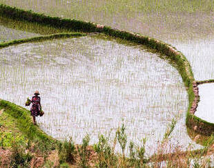 Finance4good - rizière madagascar