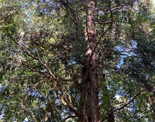 Fondation-vignette-arbre