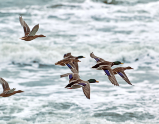 Des oiseaux volent au dessus de la mer