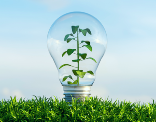 Ampoule avec une plante qui pousse à l'intérieur