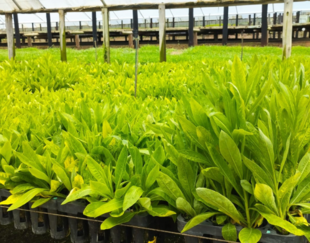 Nursery at Genomines / HEC Paris