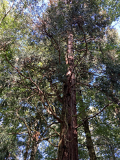 Fondation-vignette-arbre